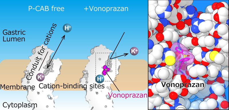 vonoprazan